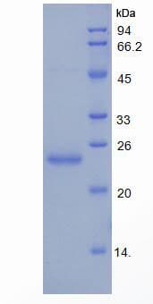 Mouse HMOX1 / HO-1 Protein (Recombinant His)