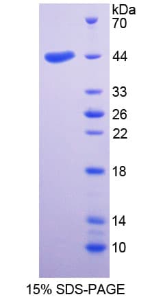 Rhesus monkey CD4 Protein (Recombinant His-S)