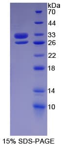 Human BCAM / CD239 Protein (Recombinant His-T7)