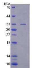 Human PDE10A Protein (Recombinant His-T7)