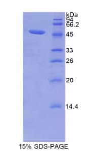 Mouse LCN12 Protein (Recombinant His-GST)