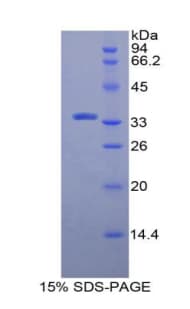 Rat MPG Protein (Recombinant His-T7)