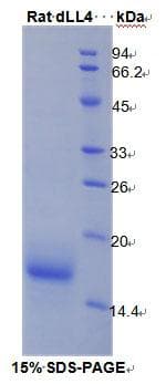 Rat DLL4 Protein (Recombinant His)