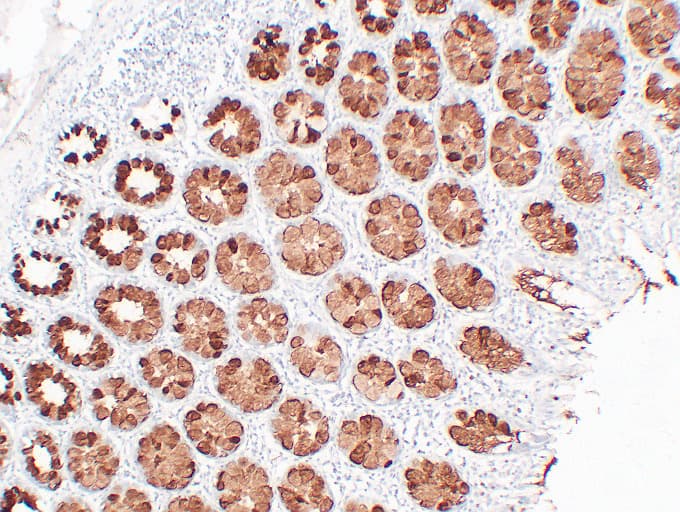Monoclonal Mouse anti-Human Mucin 2 / MUC2 Antibody (clone ABT-MUC2, IHC)