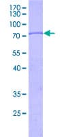 Human LRPAP1 Protein (Recombinant GST)