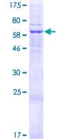 Human TCRA Protein (Recombinant GST)