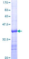 Human ODZ3 Protein (Recombinant GST)