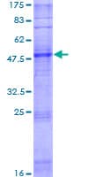 Human Olfactory Receptor Sdolf Protein (Recombinant GST)