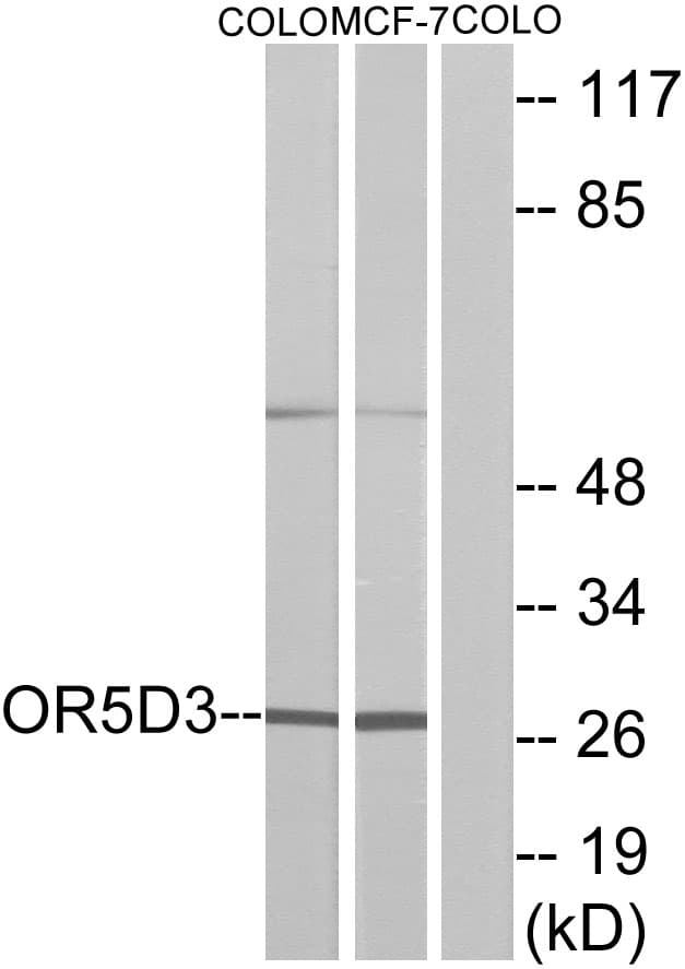 Polyclonal Rabbit anti-Human OR5D3 Antibody (WB)