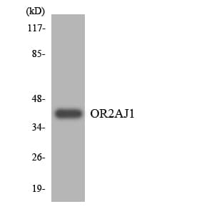 OR2AJ1 Antibody