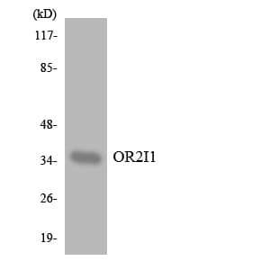 Polyclonal Rabbit anti-Human OR2I1P Antibody (WB)