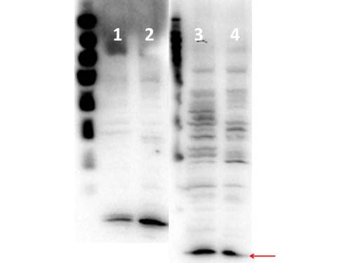 Polyclonal Rabbit anti-Human Histone H4 Antibody (N-Terminus, WB)