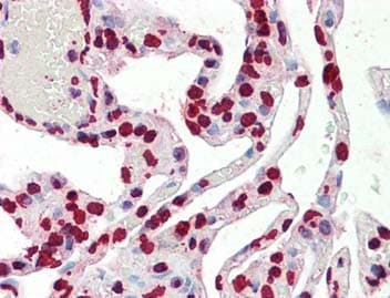 Histone H3 Antibody (C-Terminus)