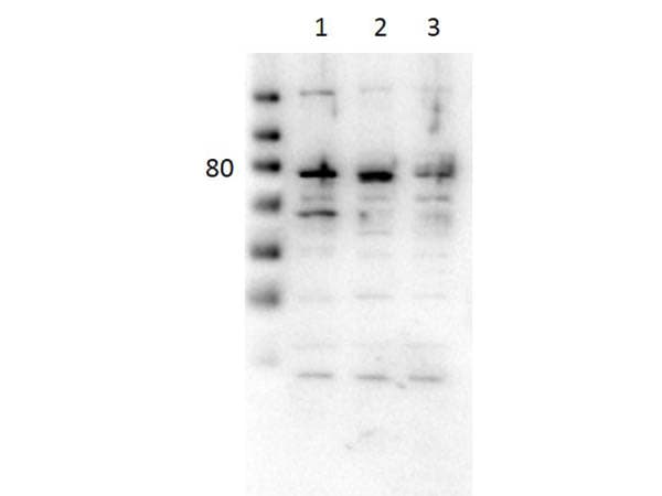 PECAM-1 / CD31 Antibody (C-Terminus)