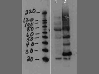 Polyclonal Rabbit anti-Mouse MMTV Antibody (WB)
