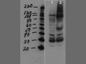 MMTV Antibody
