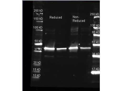 Polyclonal Goat anti-Bacteria Sarcosine Oxidase Antibody (Liquid, WB)