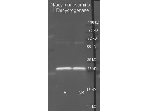 N-Acylmannosamine-1-Dehydrogenase Antibody (Liquid)
