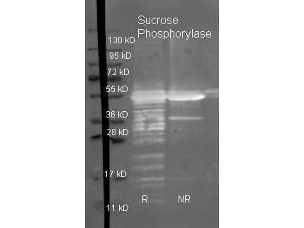 Sucrose Phosphorylase Antibody (Liquid, HRP)