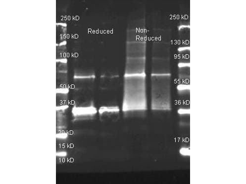 Uricase Antibody (Liquid, Biotin)