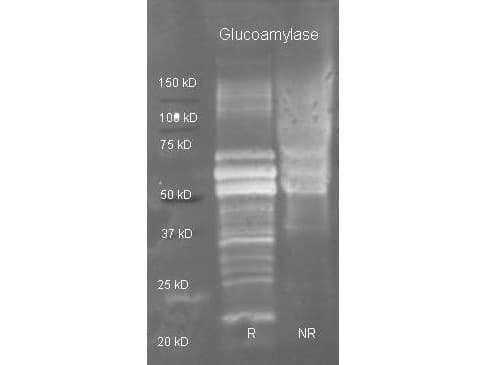 Glucoamylase Antibody (Liquid, Biotin)