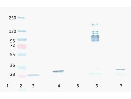 RFP / Red Fluorescent Protein Antibody (clone 8E5.G7)