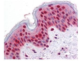 STAT2 Antibody (Tyr690, clone 19G8.H2.H6)