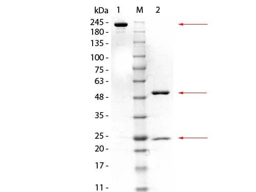Monoclonal Mouse anti-Mouse GSTM3 Antibody (clone 20C11.H5.E11, IHC, WB)