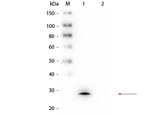 GSTM1 Antibody (clone 1H7.D8.G5)