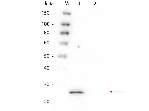 Monoclonal Mouse anti-Mouse HPGDS Antibody (clone 4D12.H7.D10.E3, IHC, WB)