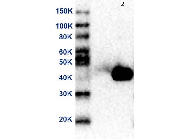 MAP2K2 / MKK2 / MEK2 Antibody (N-Terminus, clone 19G10.F1.E2)