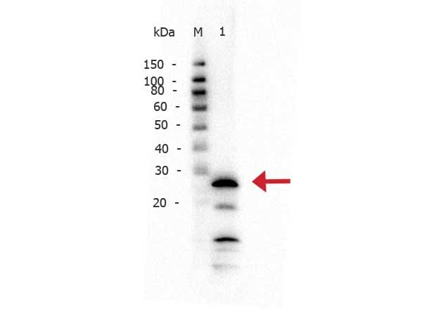 Polyclonal Rabbit anti-Bovine PRSS1 / Trypsin Antibody (Liquid, WB)