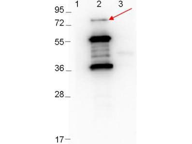 ErpD Antibody (Liquid)