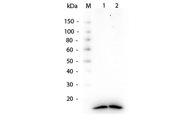 Histone H3 Antibody (C-Terminus)