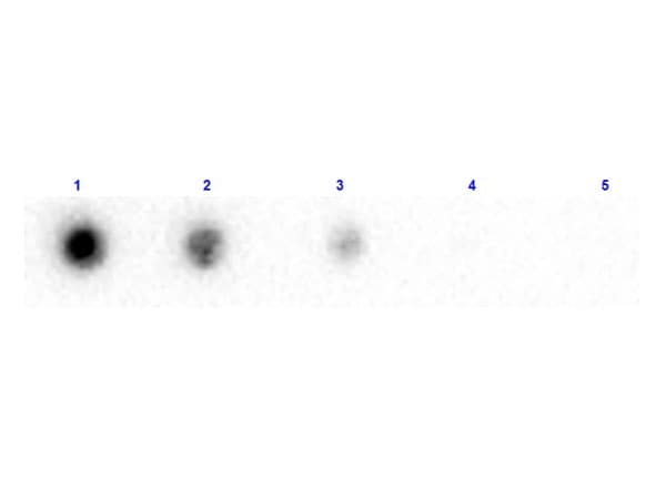 Polyclonal Rabbit anti-Human B2M / Beta 2 Microglobulin Antibody (Liquid, Biotin, IHC, WB)