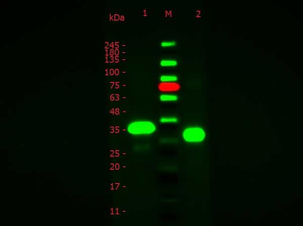Ovalbumin Antibody (Liquid, FITC)