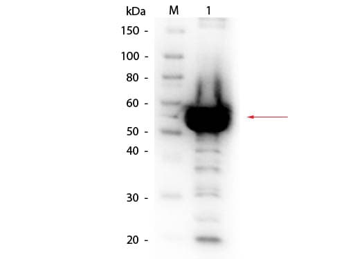 Alpha Amylase Antibody (Liquid, Biotin)