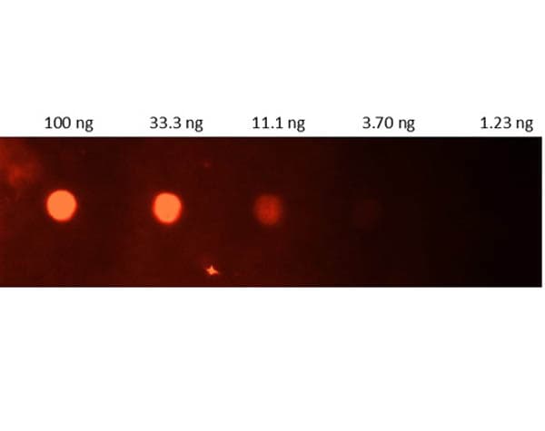 CRP / C-Reactive Protein Antibody (Liquid, FITC)