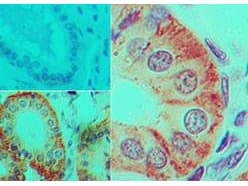 IL17F Antibody (clone 4H1629.1)