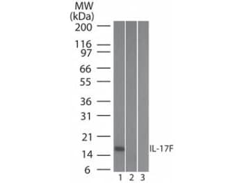 Monoclonal Mouse anti-Human IL17F Antibody (clone 4H450.1, WB)