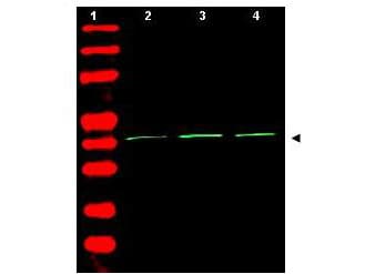 ACTB / Beta Actin Antibody (aa350-375)