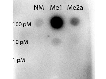 STAT5A Antibody (Me-Arg31)