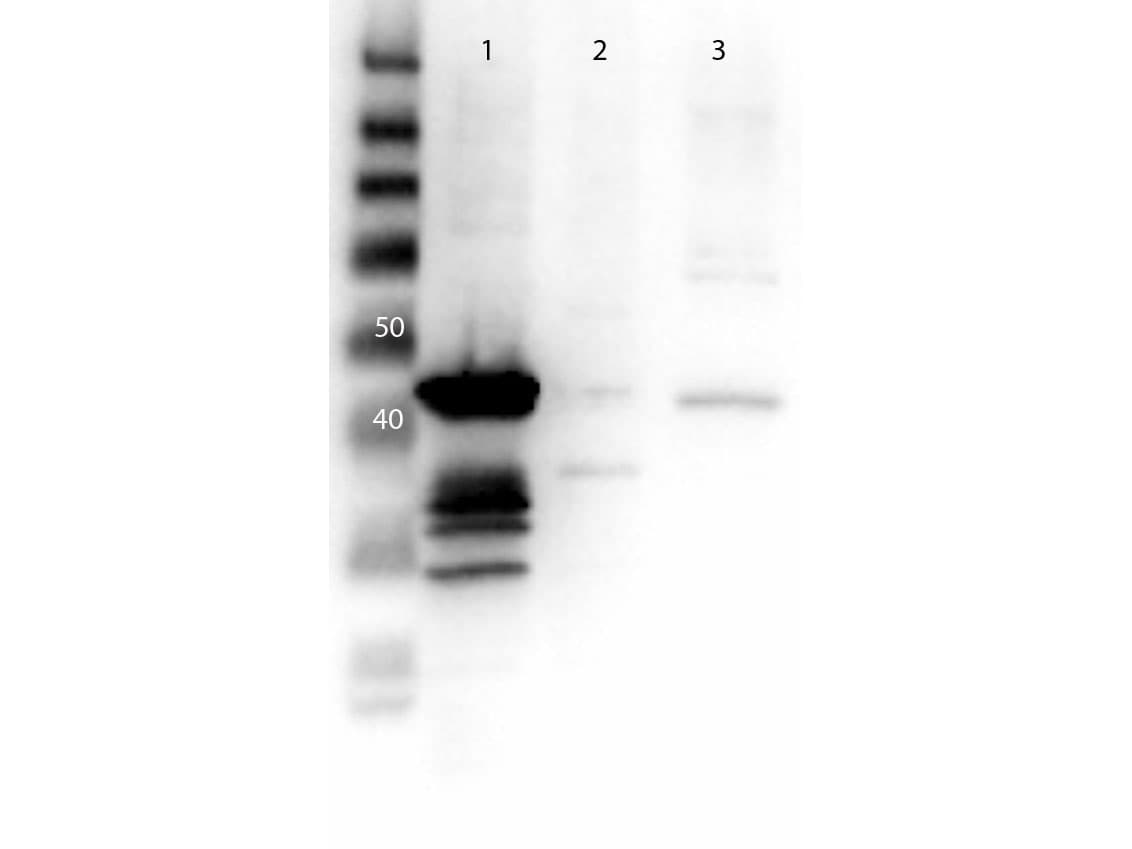 MAP2K1 / MKK1 / MEK1 Antibody (N-Terminus)