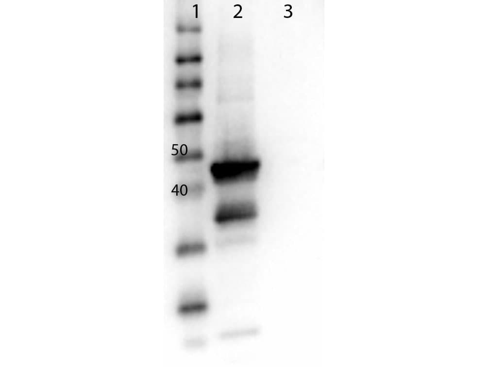 Polyclonal Rabbit anti-Human MAP2K1 / MKK1 / MEK1 Antibody (C-Terminus, IHC, WB)