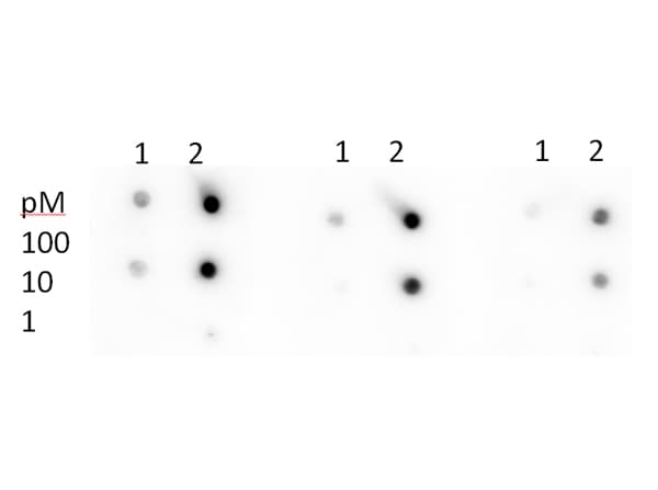 TP53 / p53 Antibody (Ac-Lys305)