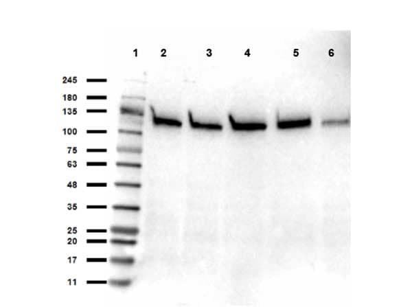 SIRT1 / Sirtuin 1 Antibody (C-Terminus)