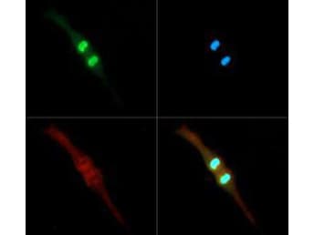 HIST3H3 Antibody (phospho-Thr3/Me2-Lys4)