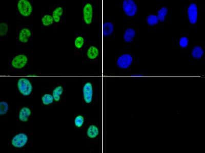 Polyclonal Rabbit anti-Human HIST3H3 Antibody (Me3-Lys4, IHC, IF, WB)