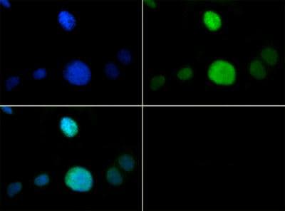 HIST3H3 Antibody (phospho-Thr6/Me-Lys9)
