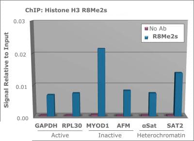 Polyclonal Rabbit anti-Human HIST3H3 Antibody (Sym-Me2-Arg8, WB)